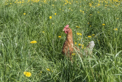 Kirchberg SG_377_mittel_8219.jpg