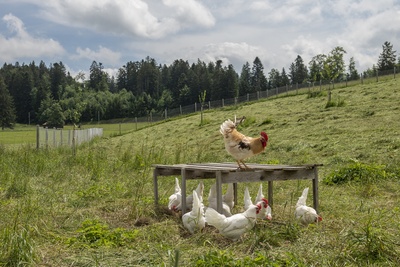 11_18_Les Bois_12631_mittel_9852.jpg