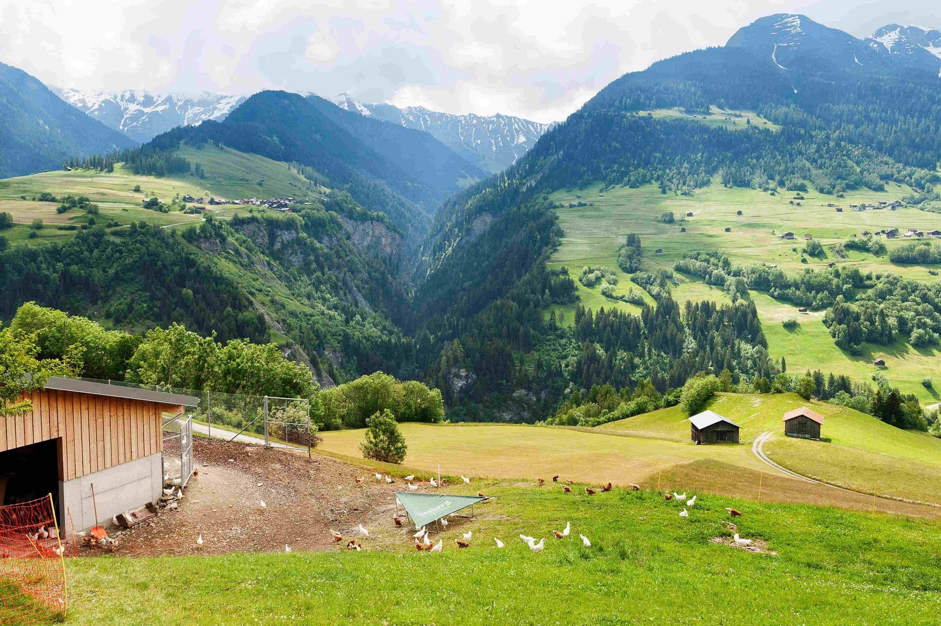 Arpagaus Ivo (0-CH-8882)