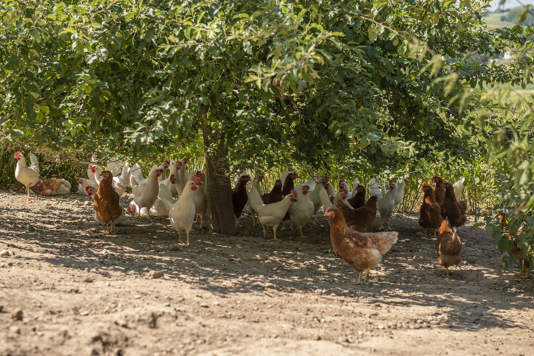 Hockenjos Basil (0-CH-109)