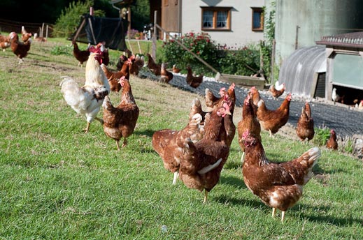 Roth Benjamin (0-CH-4253)