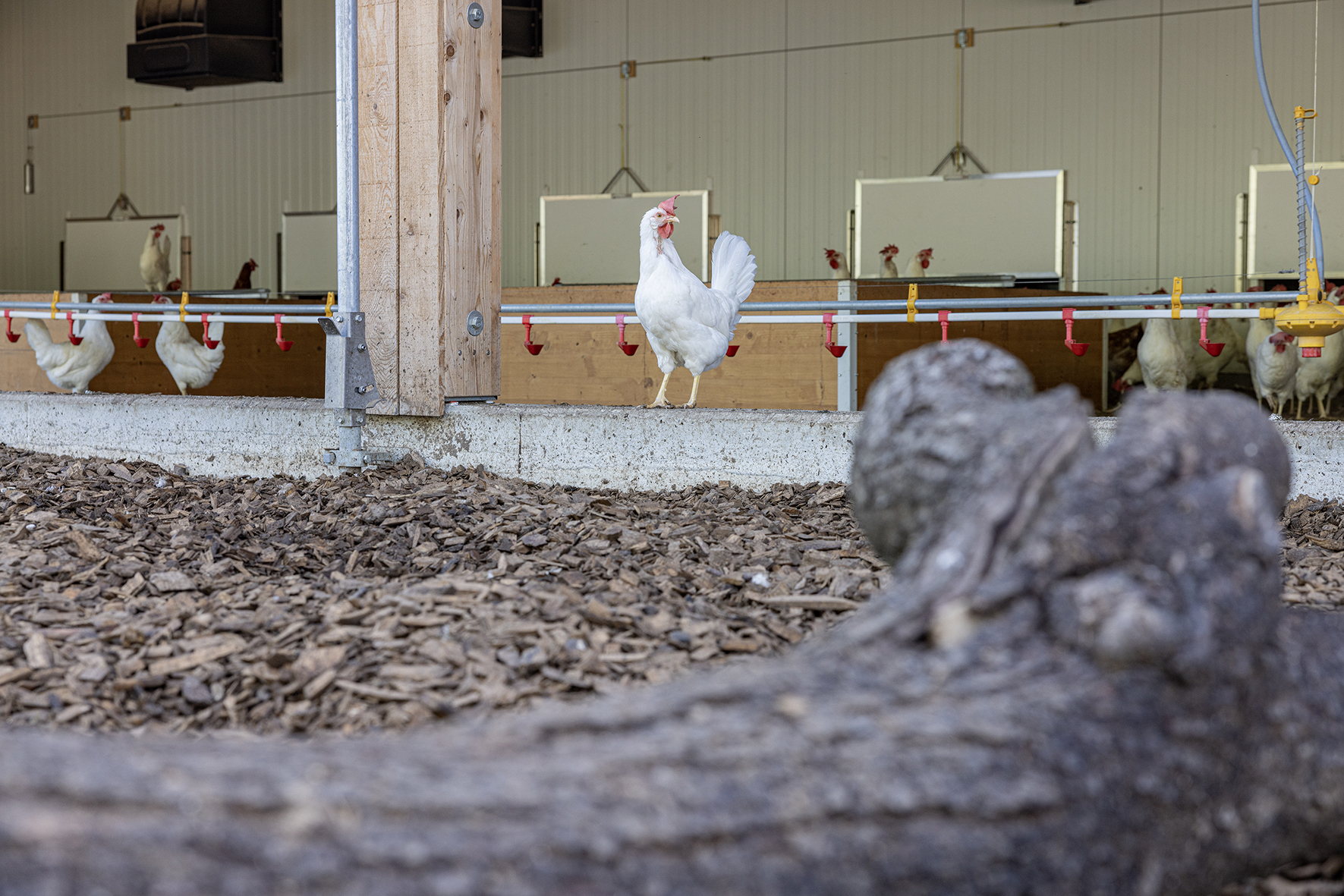 Vuillaume Melina (0-CH-21394)